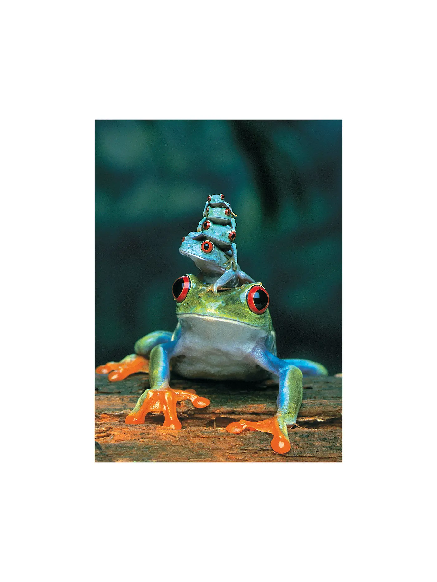 EUROGRAPHICS | Puzzle - Red-Eyed Tree Frog (1000 Teile) | 